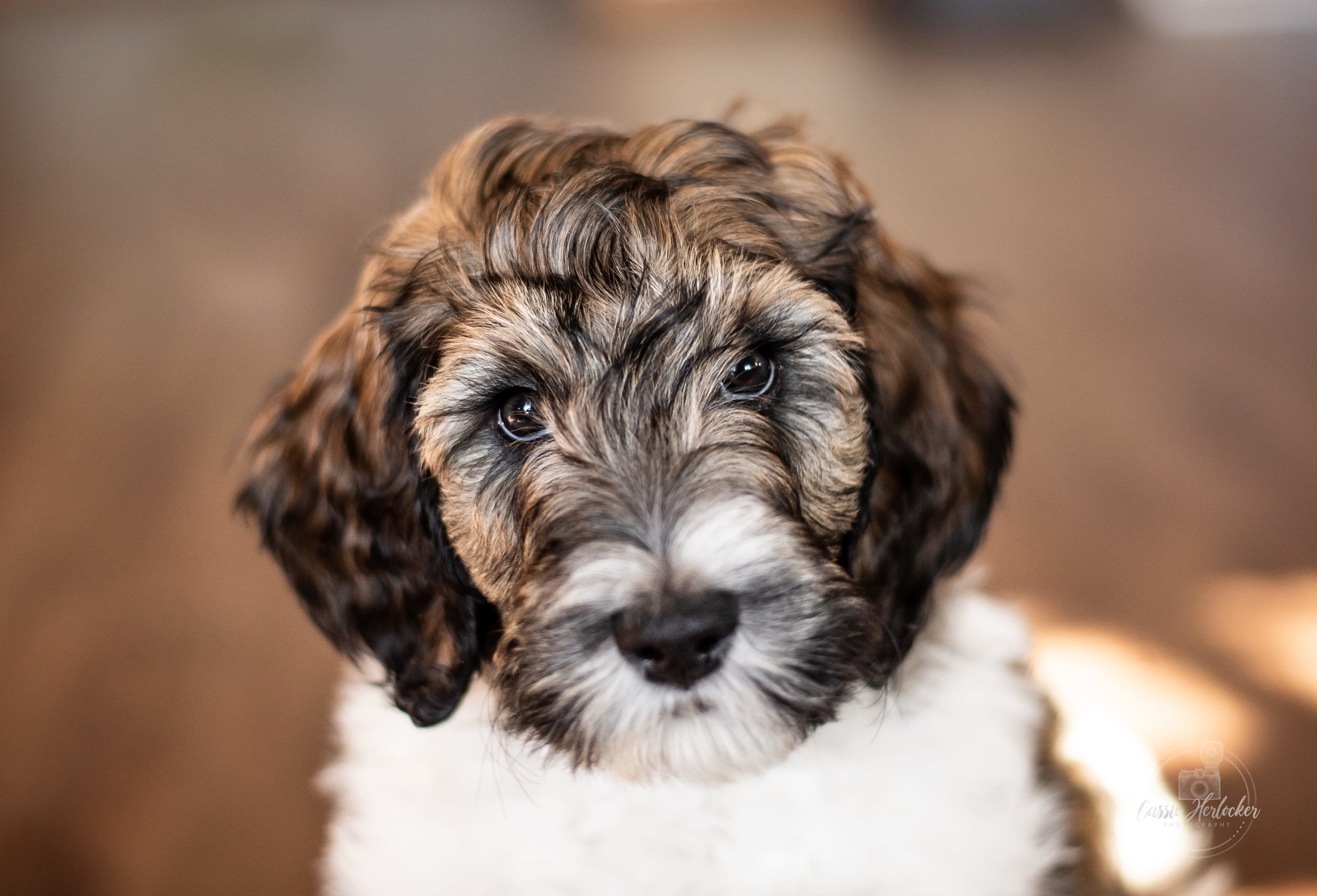 Kansas bernedoodles 2024